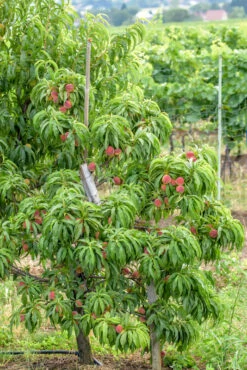 Zwergpfirsich `Bonanza´ Prunus Persica -Obstgartenliebe Geschaft Bonanza