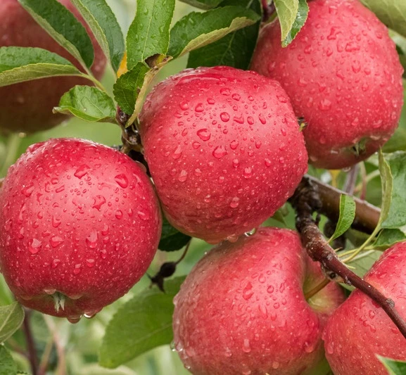 Braeburn Malus Domestica 1 Braeburn Malus Domestica