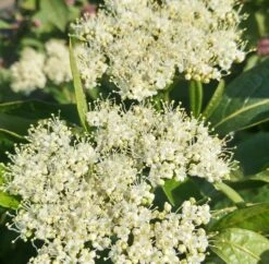 Amerikanischer Schneeball `Brandywine´ Viburnum Nudum `Brandywine´ 9 Amerikanischer Schneeball `Brandywine´ Viburnum Nudum `Brandywine´ -Obstgartenliebe Geschaft Brandywine bl te