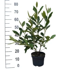 Amerikanischer Schneeball `Brandywine´ Viburnum Nudum `Brandywine´ 10 Amerikanischer Schneeball `Brandywine´ Viburnum Nudum `Brandywine´ -Obstgartenliebe Geschaft Brandywine weiss