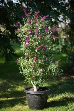 Säulen-Sommerflieder `Butterfly Tower´ Buddleja Davidii `Butterfly Tower´ 5 Säulen-Sommerflieder `Butterfly Tower´ Buddleja Davidii `Butterfly Tower´ -Obstgartenliebe Geschaft Butterfly Tower Kordes Jungpflanzen2