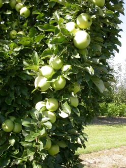 Zwergapfel `Cactus´ Malus Domestica `Cactus´ 7 Zwergapfel `Cactus´ Malus Domestica `Cactus´ -Obstgartenliebe Geschaft Cactus 1