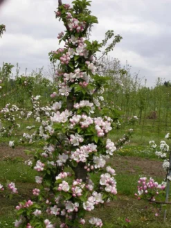 Zwergapfel `Cactus´ Malus Domestica `Cactus´ 6 Zwergapfel `Cactus´ Malus Domestica `Cactus´ -Obstgartenliebe Geschaft Cactus2