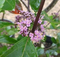 Schönfrucht, Liebesperlenstrauch Callicarpa Bodinieri `Profusion´ -Obstgartenliebe Geschaft Callicarpa Sch nfrucht Bl te