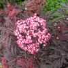 Holunder `Cherry Lace´ Sambucus Nigra `Cherry Lace´