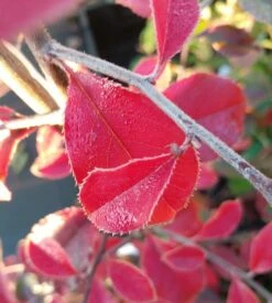 Chinesische Quitte / Holzquitte Pseudocydonia Sinensis -Obstgartenliebe Geschaft Chinesische Quitte Holzquitte Pseudocydonia