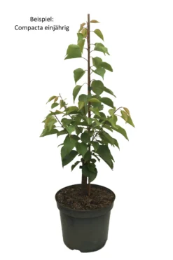 Kompakt Wachsende Aprikose `CompactaⓇ´ Prunus Armeniaca `Compacta´ -Obstgartenliebe Geschaft Compacta weiss Text scaled