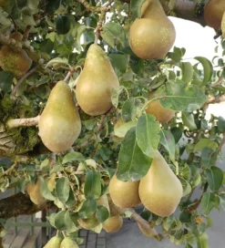 Conference Pyrus Communis `Conference -Obstgartenliebe Geschaft Conference Birne