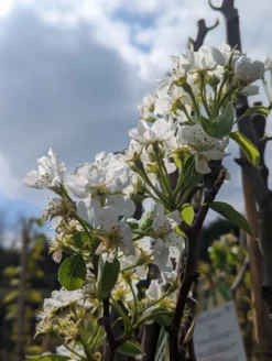 Conference Pyrus Communis `Conference -Obstgartenliebe Geschaft Conference Bl te scaled