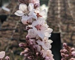 Zwergpfirsich `Crimson Bonfire´ Prunus Persica `Crimson Bonfire´ 7 Zwergpfirsich `Crimson Bonfire´ Prunus Persica `Crimson Bonfire´ -Obstgartenliebe Geschaft Crimson Bonfire