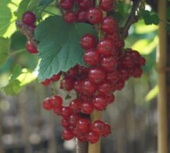 Rolan Ribes Rubrum `Rolan´ 7 Rolan Ribes Rubrum `Rolan´ -Obstgartenliebe Geschaft DSC01666