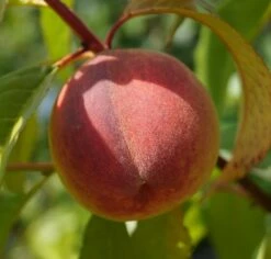 Pfirsich Red Haven Prunus Persica `Red Haven´ -Obstgartenliebe Geschaft DSC01689