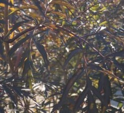 Holunder Black Lace ® Sambucus Nigra `Black Lace´ 12 Holunder Black Lace ® Sambucus Nigra `Black Lace´ -Obstgartenliebe Geschaft DSC01980