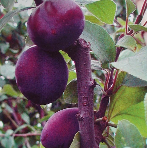 Säulenzwetsche `Top´ 150-175cm Prunus Domestica `Top´ 1 Säulenzwetsche `Top´ 150-175cm Prunus Domestica `Top´