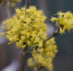 Großfrüchtige Kornelkirsche `Schönbrunner Gourmet Dirndl´ Cornus Mas `Schönbrunner Gourmetdirndl´ -Obstgartenliebe Geschaft DSC02022