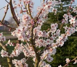 Dürkheimer Krachmandel Prunus Dulcis `Dürkheimer Krachmandel´ -Obstgartenliebe Geschaft DSC02037