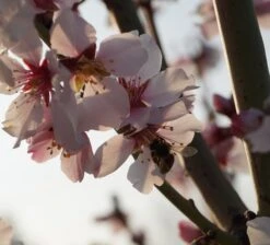 Dürkheimer Krachmandel Prunus Dulcis `Dürkheimer Krachmandel´ -Obstgartenliebe Geschaft DSC02038
