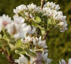 Säulenbirne `Condo´ Pyrus Communis `Condo´ -Obstgartenliebe Geschaft DSC02068