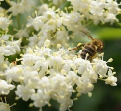 Holunder Haschberg Sambucus Nigra `Haschberg´ -Obstgartenliebe Geschaft DSC02737