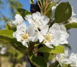 Säulenbirne `Decora´ (zweijährig) Pyrus Communis `Decora´ -Obstgartenliebe Geschaft Decora