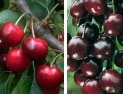 Duo-Kirschbaum `Sunburst´ & `Burlat´150-175cm Prunus Avium