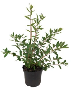 Sibirische Blaubeere `Eisbär´ Lonicera Kamtschatica `Eisbär´ 5 Sibirische Blaubeere `Eisbär´ Lonicera Kamtschatica `Eisbär´ -Obstgartenliebe Geschaft Eisb r weiss