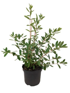 Sibirische Blaubeere `Eisbär´ Lonicera Kamtschatica `Eisbär´ -Obstgartenliebe Geschaft Eisb r weiss scaled