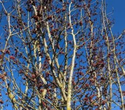 Eisenholzbaum Parrotia Persica -Obstgartenliebe Geschaft Eisenholzbaum Bl te 2