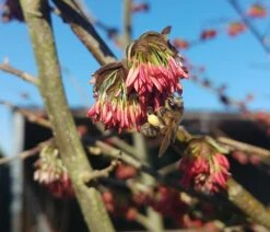 Eisenholzbaum Parrotia Persica -Obstgartenliebe Geschaft Eisenholzbaum bl te und BieneataOpQ1apbuNb
