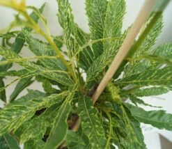 Esskastanie `Asplenifolia´ Castanea Sativa `Asplenifolia´ -Obstgartenliebe Geschaft Esskastanie Asplenifolia1