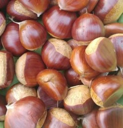 Duo-Esskastanie, Belle Epine & Bouche De Betizac Castanea Sativa -Obstgartenliebe Geschaft Esskastanie Belle EpineGmNJQelgJyOMr