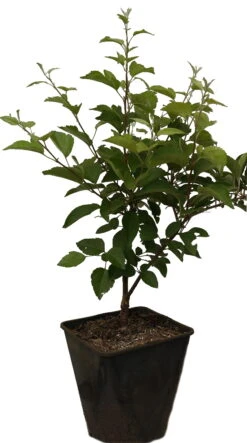 Zierapfel `Evereste´ Malus 8 Zierapfel `Evereste´ Malus -Obstgartenliebe Geschaft Evereste