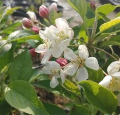 Zierapfel `Evereste´ Malus 7 Zierapfel `Evereste´ Malus -Obstgartenliebe Geschaft Evereste1