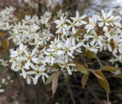 Prince William-Großfruchtige Felsenbirne Amelanchier `Prince William´ -Obstgartenliebe Geschaft Felsenbirne Bl te