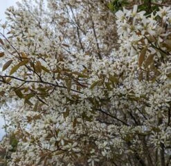 Prince William-Großfruchtige Felsenbirne Amelanchier `Prince William´ -Obstgartenliebe Geschaft Felsenbirne Bl te 3