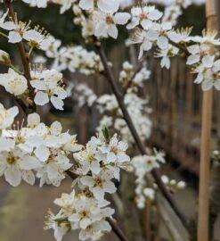 Großfrüchtige Kirschpflaume `Fenja´ Prunus Cerasifera `Fenja´ -Obstgartenliebe Geschaft Fenja Bl te