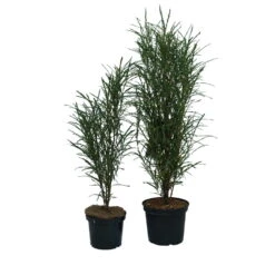 Farnblättriger Säulen-Faulbaum `Fine Line´ Rhamnus Frangula `Fine Line´ -Obstgartenliebe Geschaft Fine Line Faulbaum 2