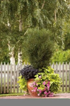 Farnblättriger Säulen-Faulbaum `Fine Line´ Rhamnus Frangula `Fine Line´ -Obstgartenliebe Geschaft Fine Line Kordes Jungpflanzen1