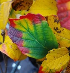 Großer Federbuschstrauch Fothergilla Major -Obstgartenliebe Geschaft Fothergilla Herbstf rbung1