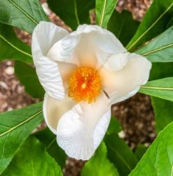 Obstgartenliebe Geschaft -Obstgartenliebe Geschaft Franklinie3