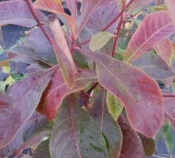 Franklinia Alatamaha "Franklinie / Franklinbaum" Franklinia Alatamaha -Obstgartenliebe Geschaft Frankliniha