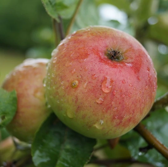 Säulenapfel `Frenic´ Malus Domestica 1 Säulenapfel `Frenic´ Malus Domestica