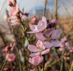 Zwerg-Fruchtmandel `Garden Prince´ Prunus `Zwerg-Fruchtmandel´ -Obstgartenliebe Geschaft Garden Prince Bl te2