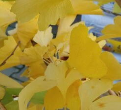 Ginkgo / Fächerblattbaum Ginkgo Biloba -Obstgartenliebe Geschaft Ginkgo biloba Herbstf rbung