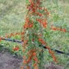 Goji / Chinesische Wolfsbeere `Big Lifeberry´ Lycium Barbarum `Big Lifeberry´