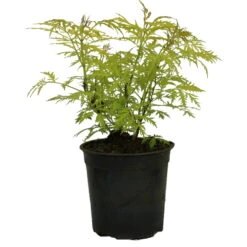 Trauben-Holunder `Golden Lace´ Sambucus Racemosa `Golden Lace´ -Obstgartenliebe Geschaft Golden lace1