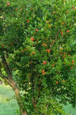 Granatapfel `Crimson Sky´ Punica Granatum `Crimson Sky´ -Obstgartenliebe Geschaft Granatapfel bl te 2