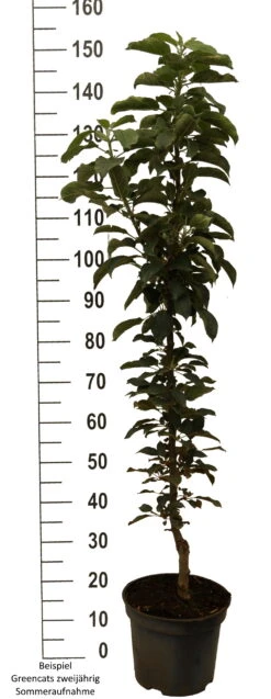 Säulenapfel `GreenCats´ Malus Domestica `Greencats´ -Obstgartenliebe Geschaft Greencats weiss