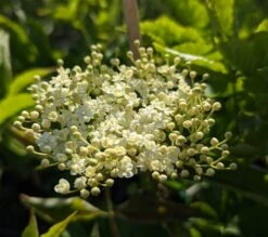 Holunder `Haidegg 17´ Sambucus Nigra `Haidegg17´ -Obstgartenliebe Geschaft Haidegg Bl te