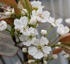 Nashi Hakko Pyrus Pyrifolia `Hakko´ -Obstgartenliebe Geschaft Hakko Bl te